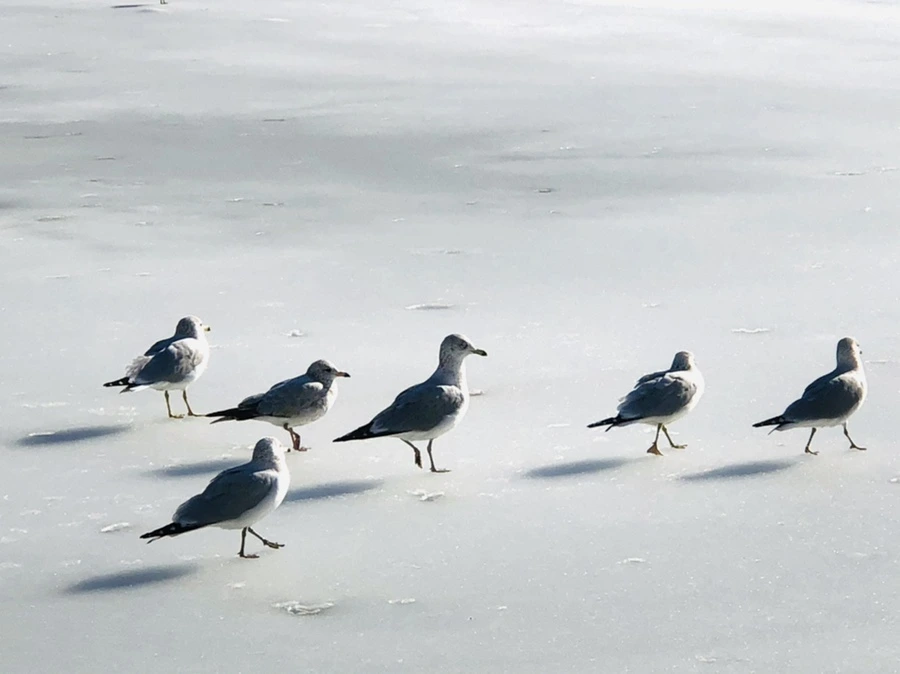 IMG_0333.jpg?type=w966