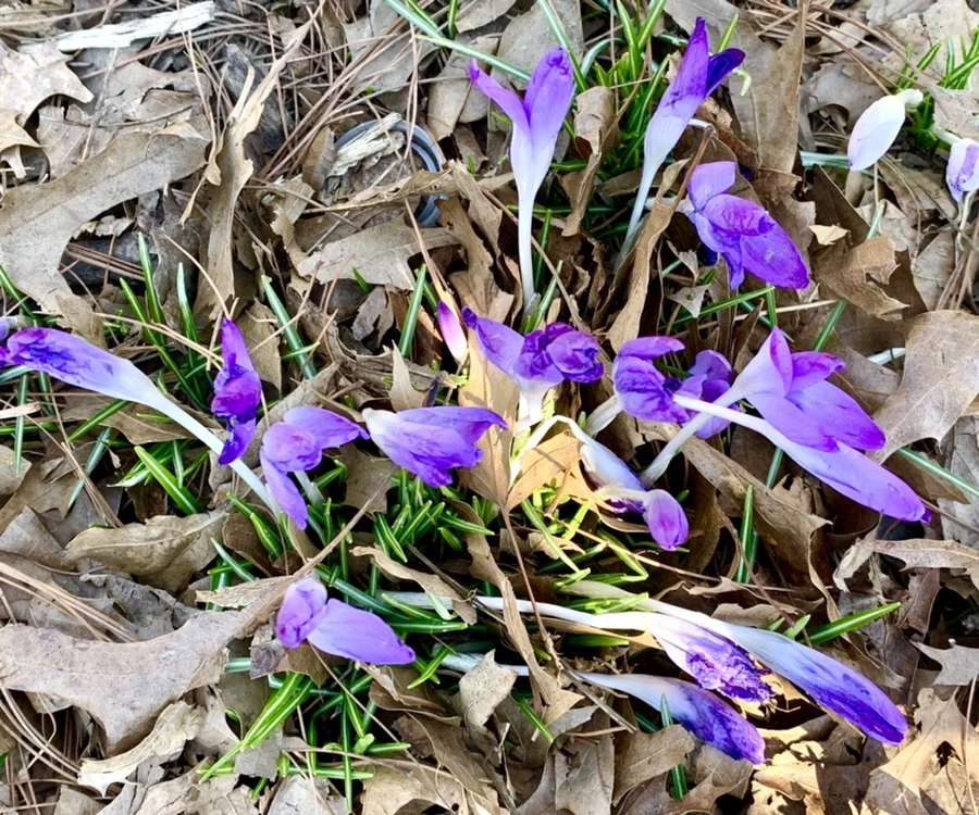 IMG_1447.jpg?type=w966