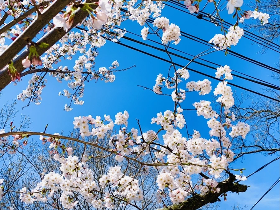 IMG_8344.jpg?type=w966