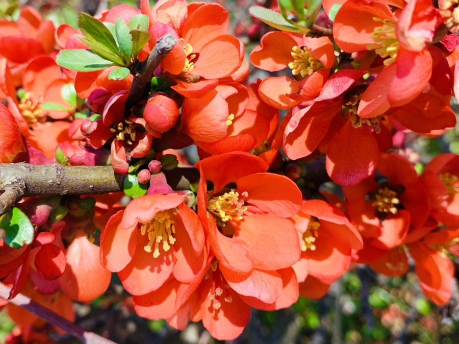 IMG_8495.jpg?type=w966