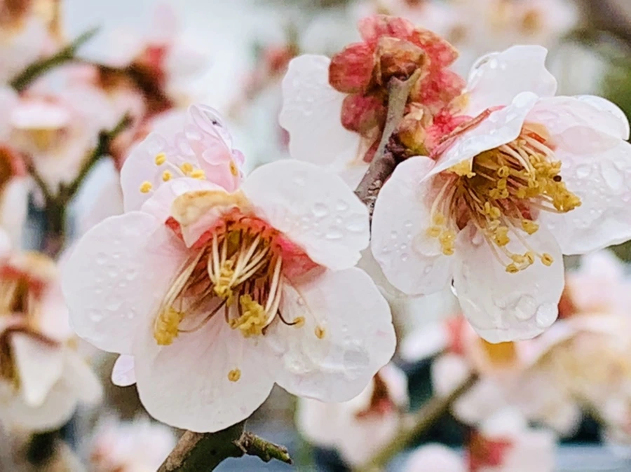 IMG_3917.jpg?type=w966