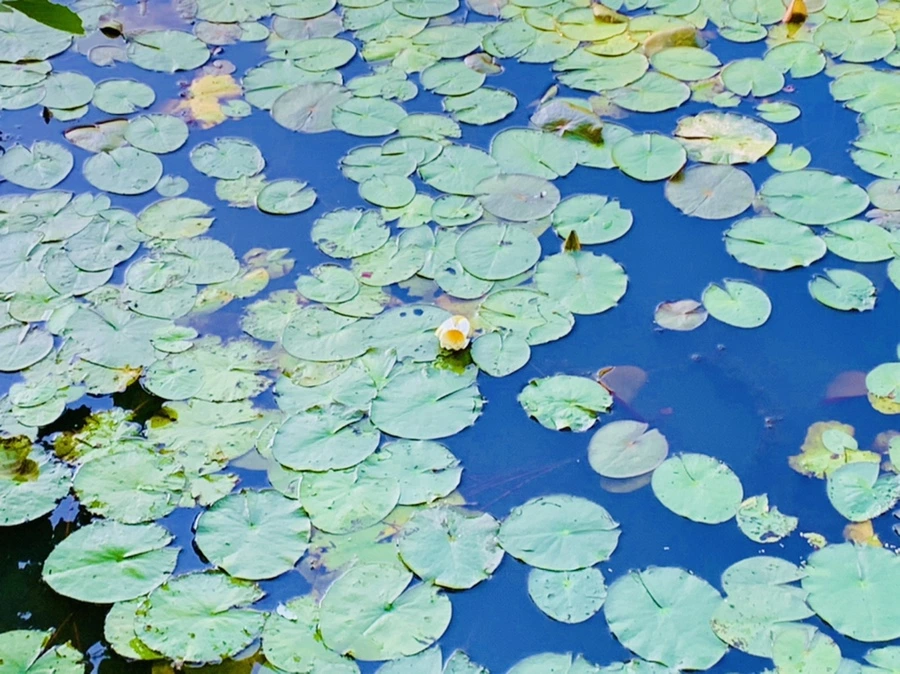 IMG_4265.jpg?type=w966