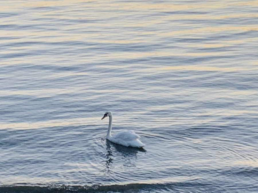 IMG_9486.jpg?type=w966