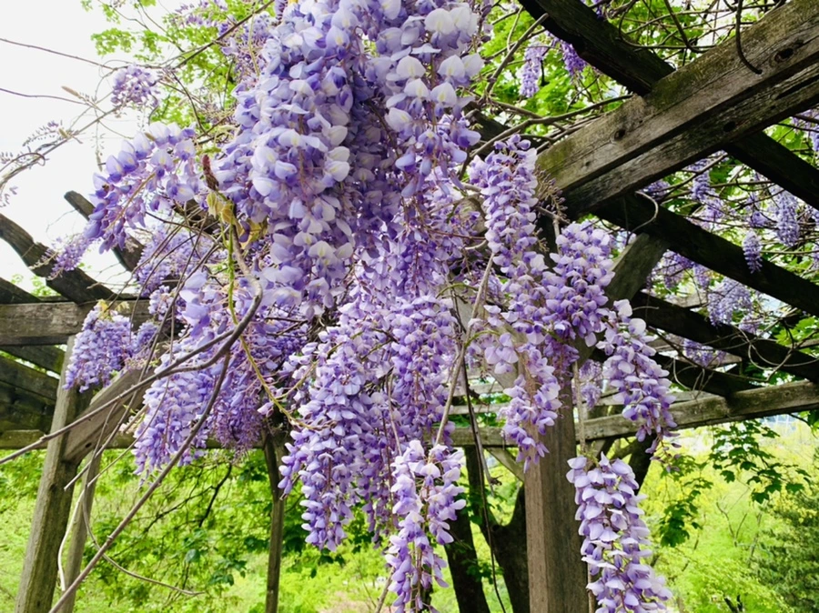 IMG_8771.jpg?type=w966