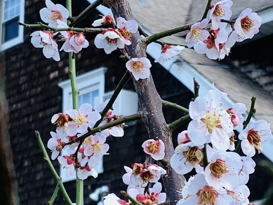 IMG_4188.jpg?type=w966