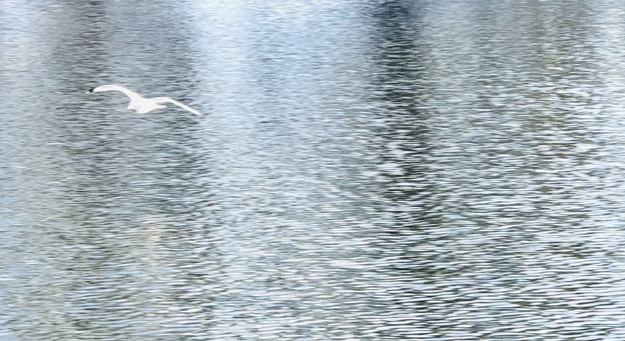 IMG_4221.jpg?type=w966