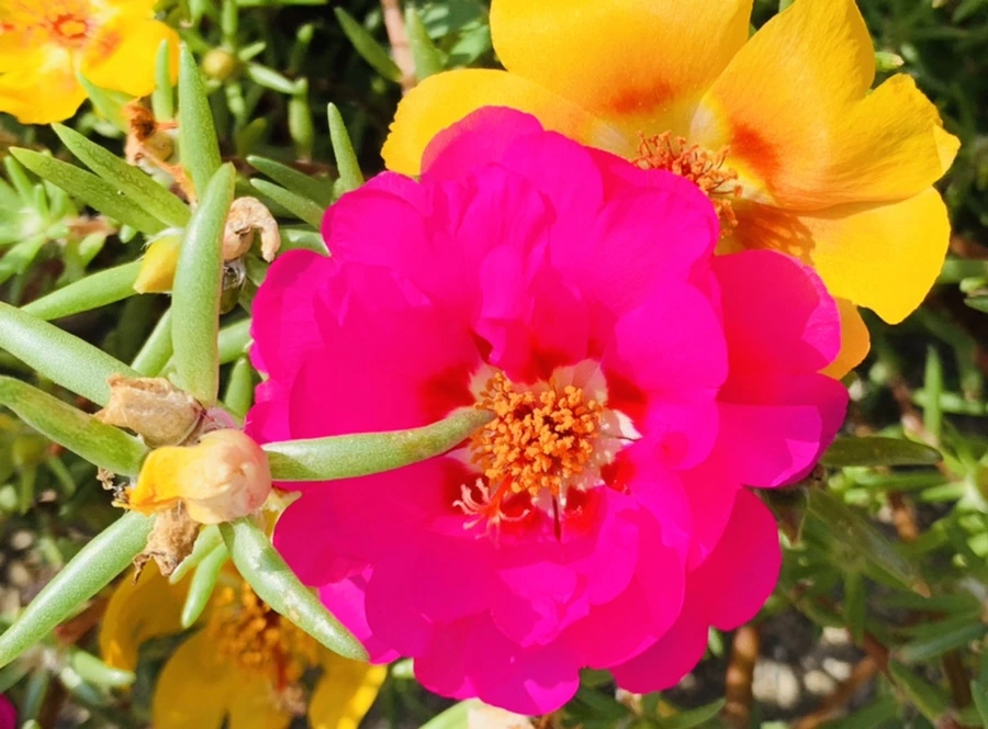 IMG_6715.jpg?type=w966