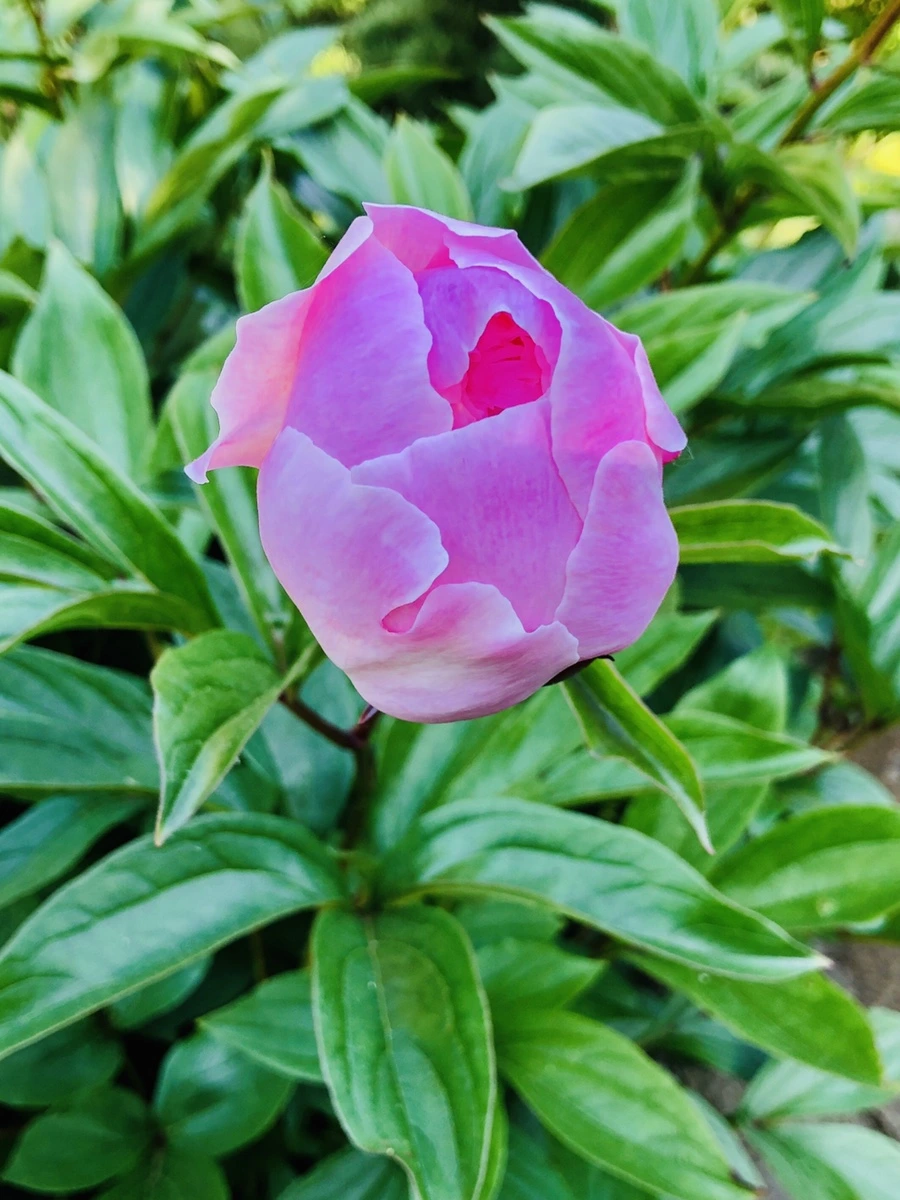 IMG_7758.jpg?type=w966