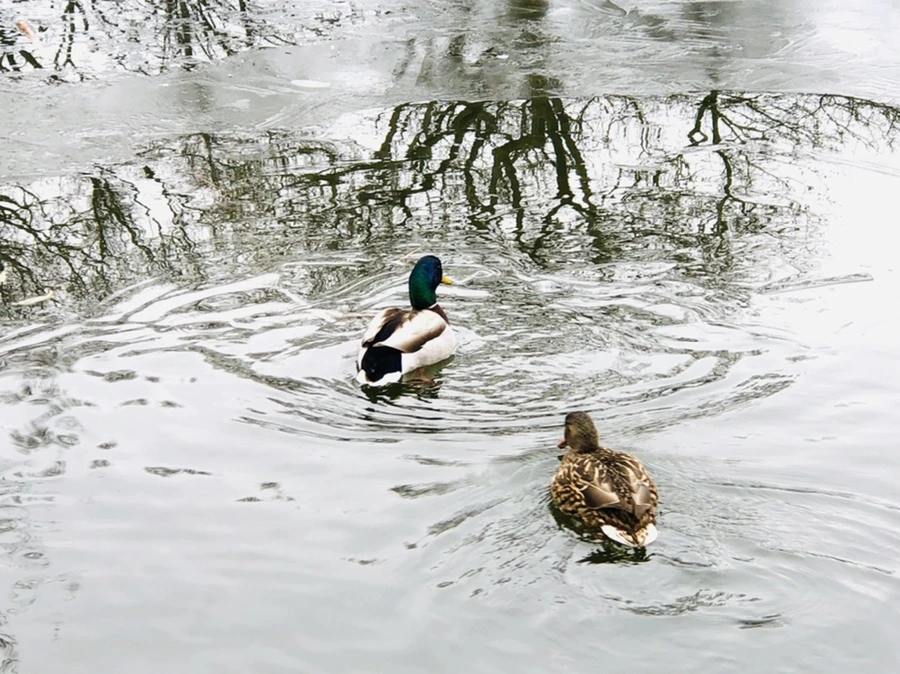 IMG_9045.jpg?type=w966