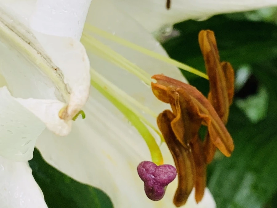 IMG_0017.jpg?type=w966