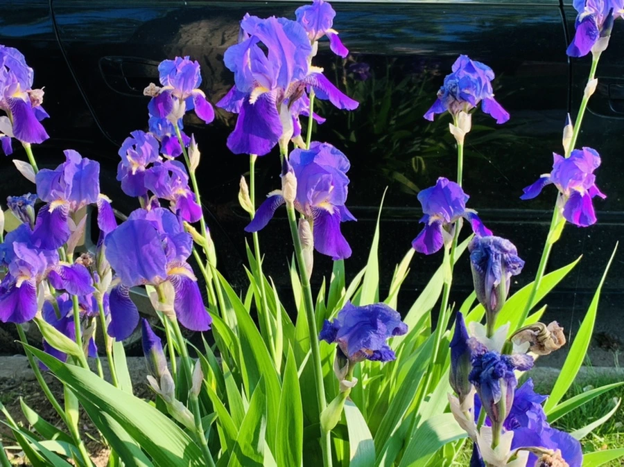 IMG_3437.jpg?type=w966