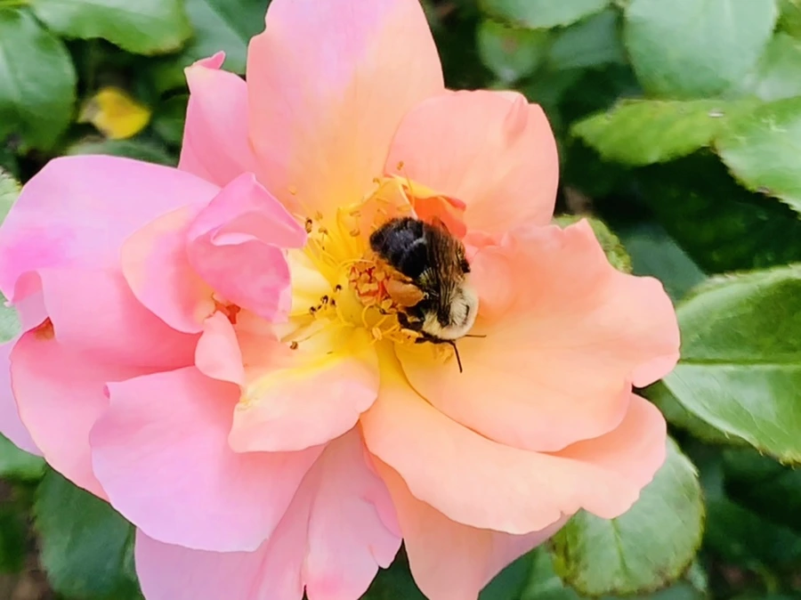 IMG_4937.jpg?type=w966