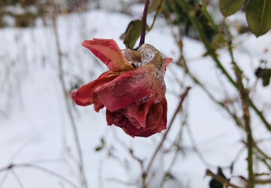 IMG_8940.jpg?type=w966