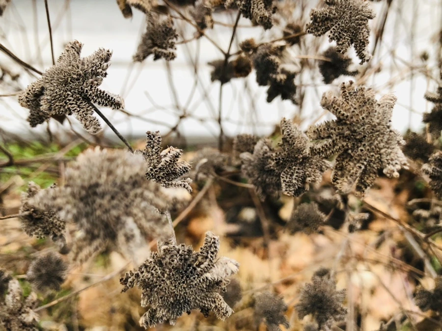 IMG_9348.jpg?type=w966