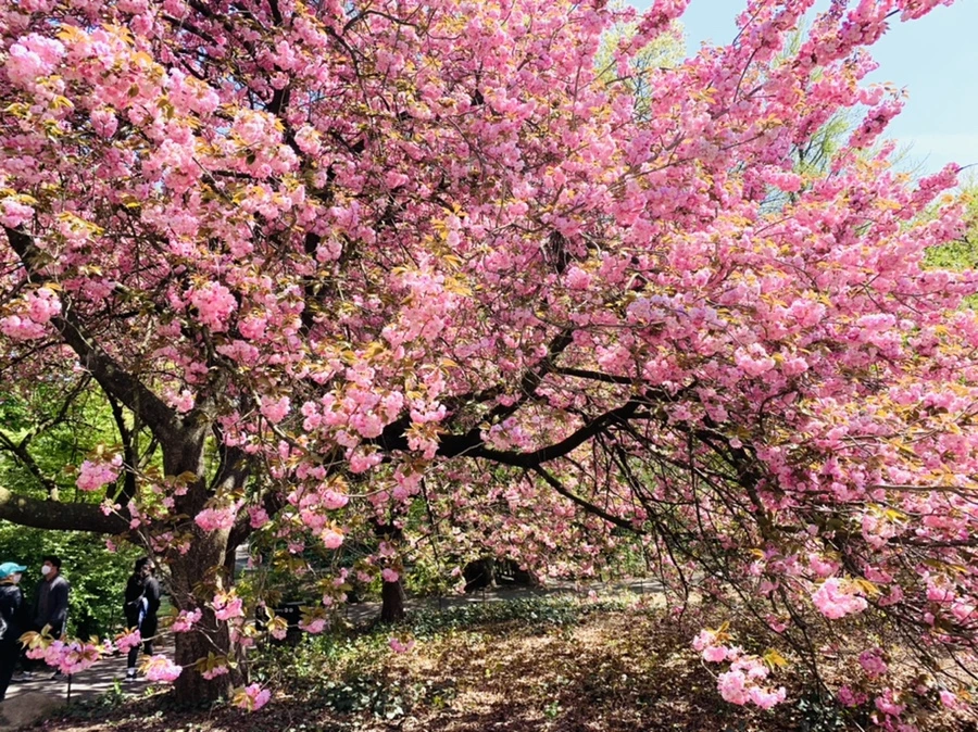 IMG_6377.jpg?type=w966