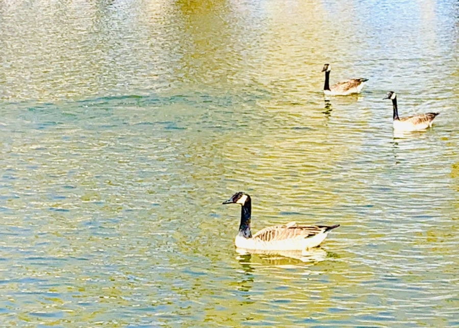 IMG_3058.jpg?type=w966