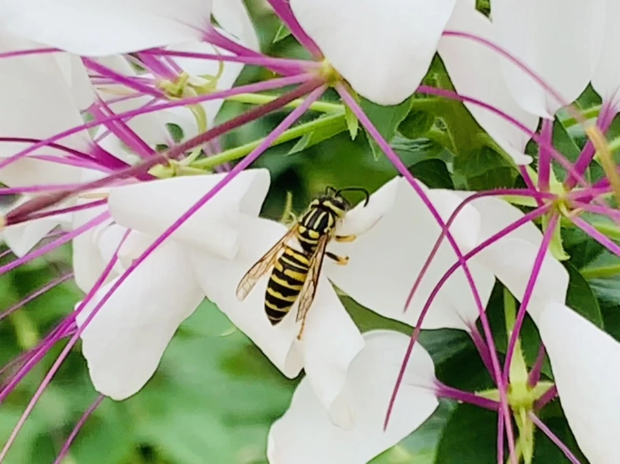 IMG_5977.jpg?type=w966