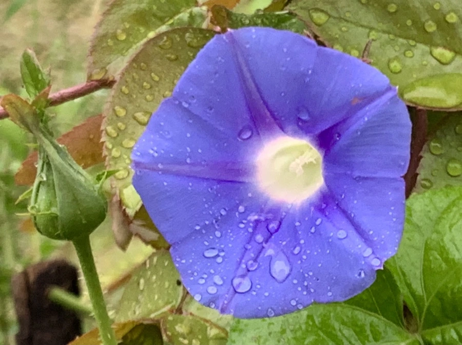 IMG_3677.jpg?type=w966