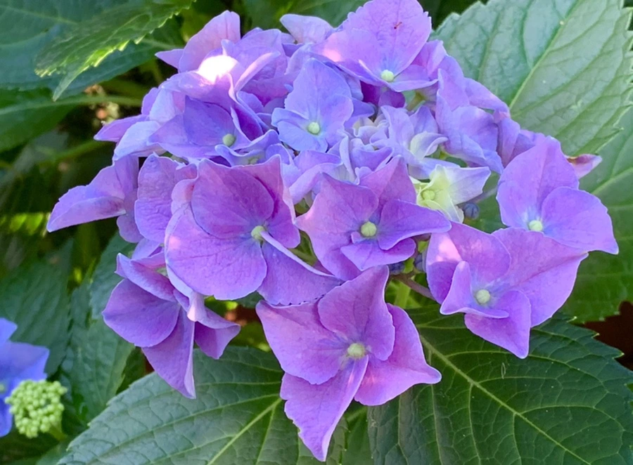 IMG_6243.jpg?type=w966