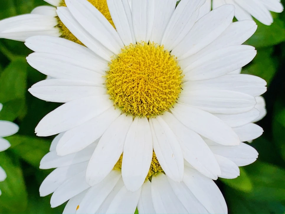 IMG_9361.jpg?type=w966