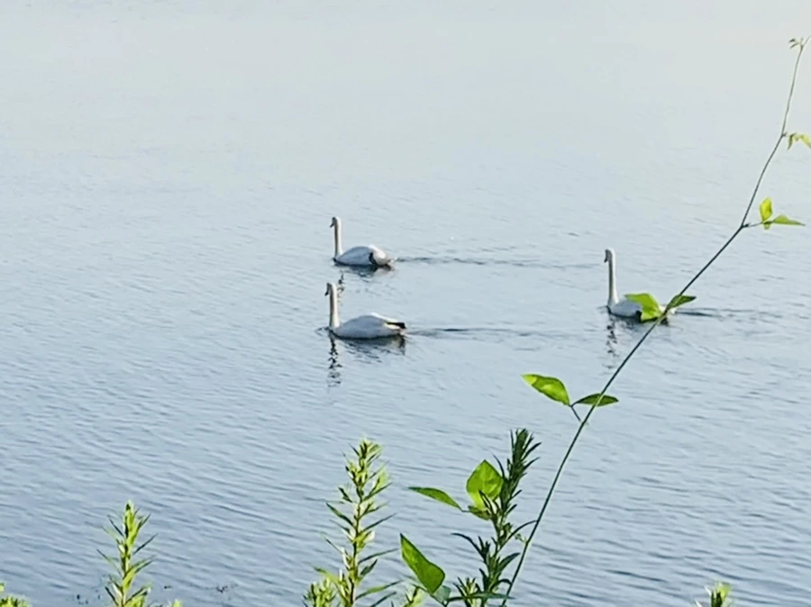 IMG_1522.jpg?type=w966