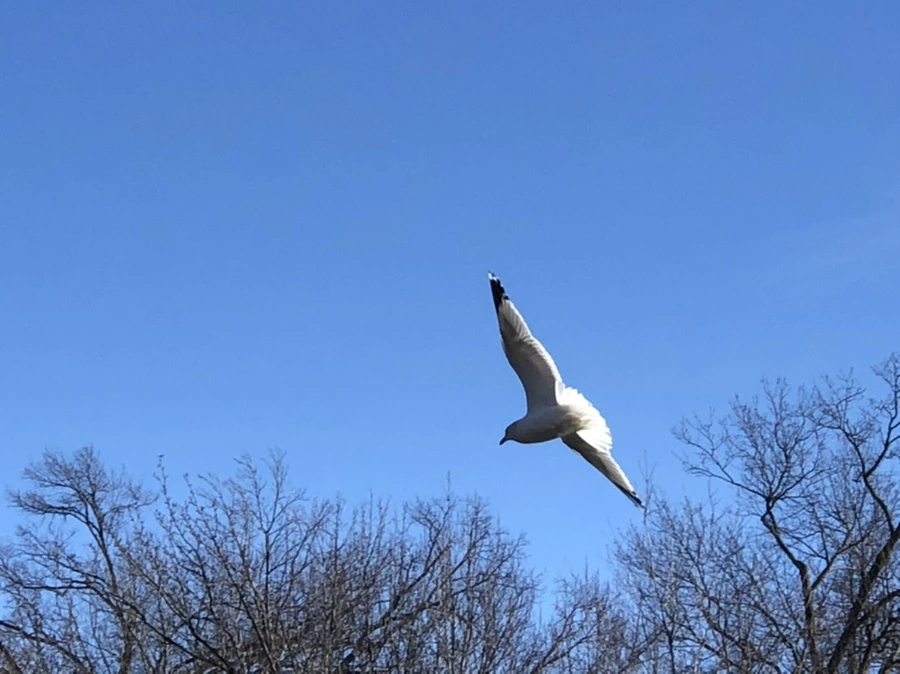 IMG_5548.jpg?type=w966