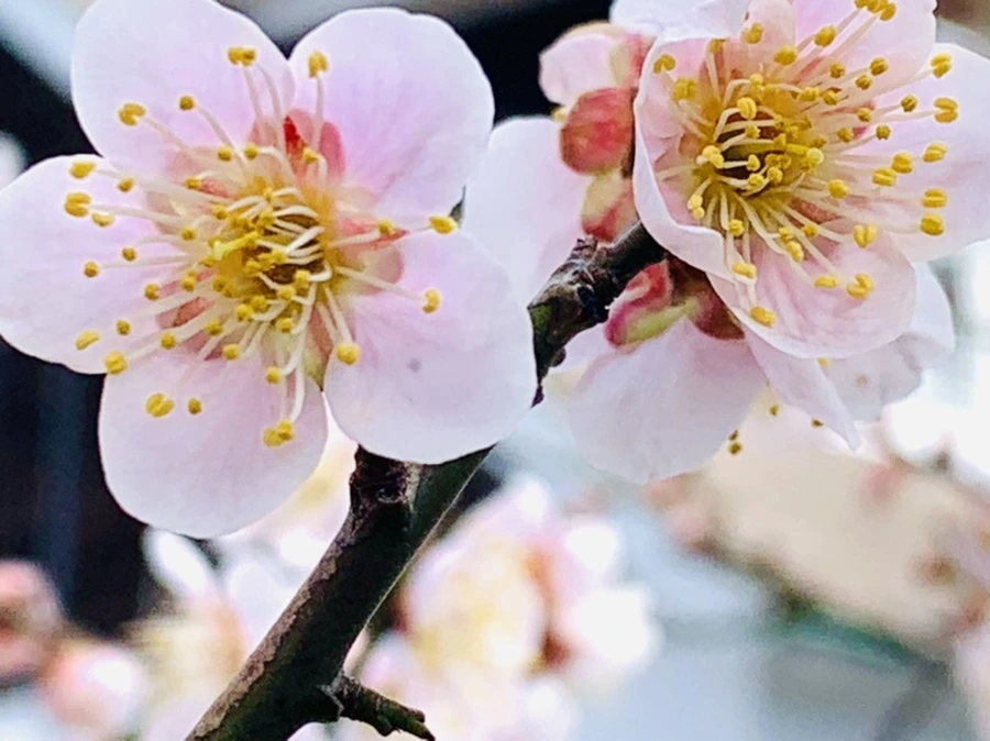 IMG_1057.jpg?type=w966