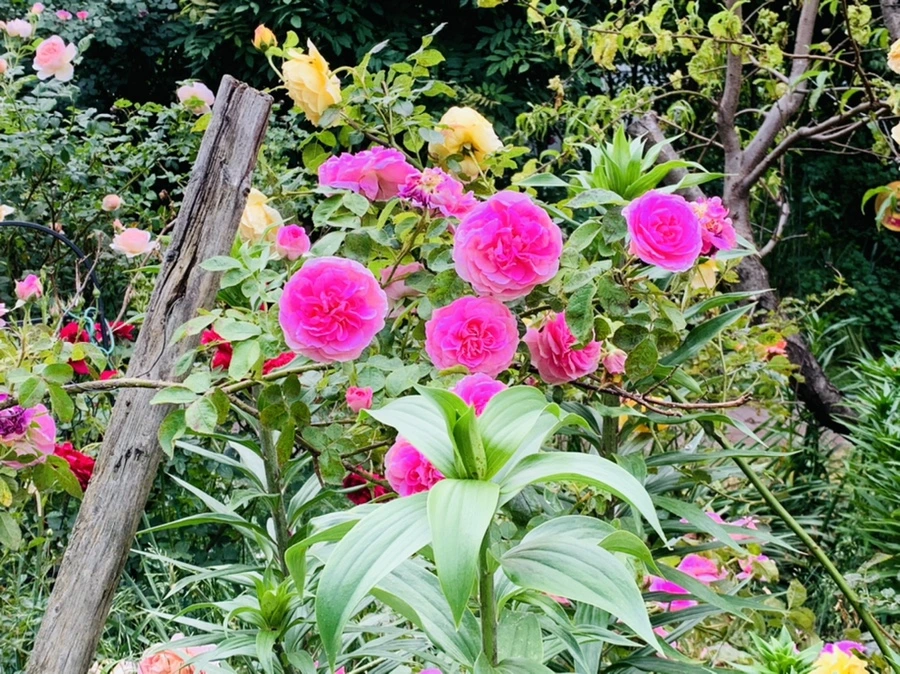 IMG_5977.jpg?type=w966