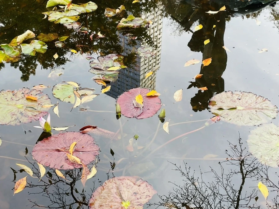 IMG_1269.jpg?type=w966