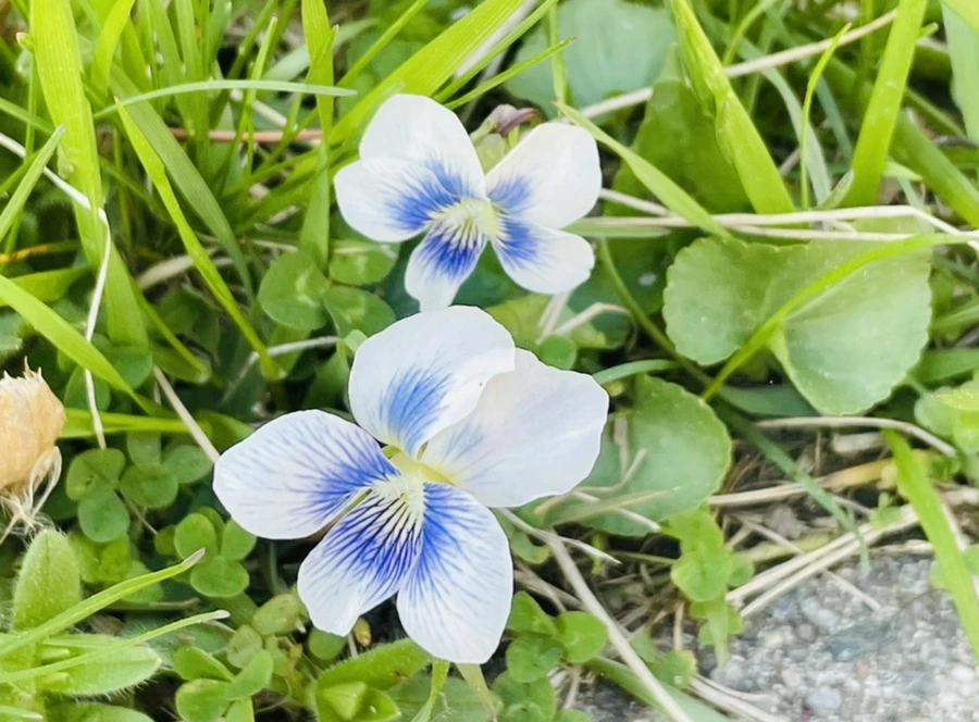 IMG_0526.jpg?type=w966