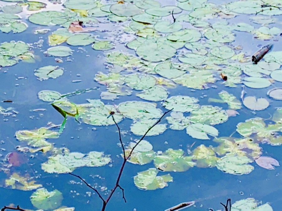 IMG_5248.jpg?type=w966