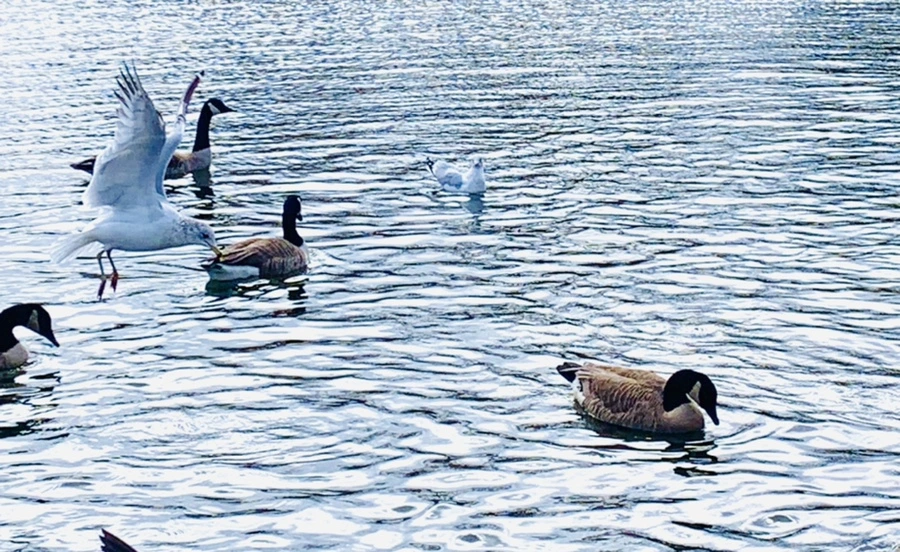 IMG_7827.jpg?type=w966