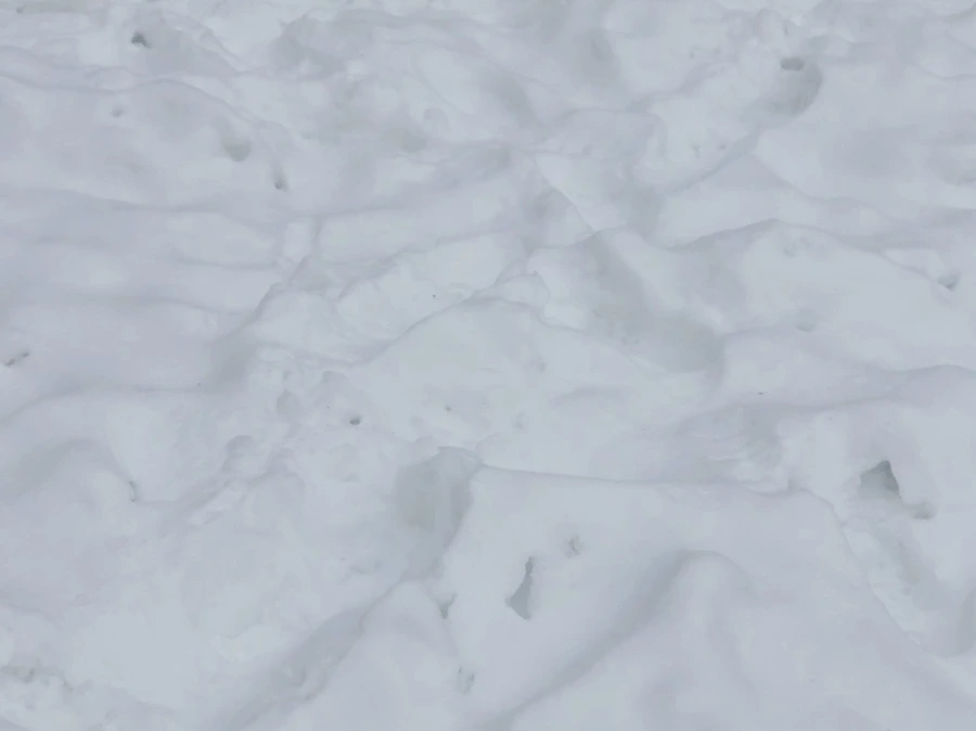 IMG_2336.jpg?type=w966