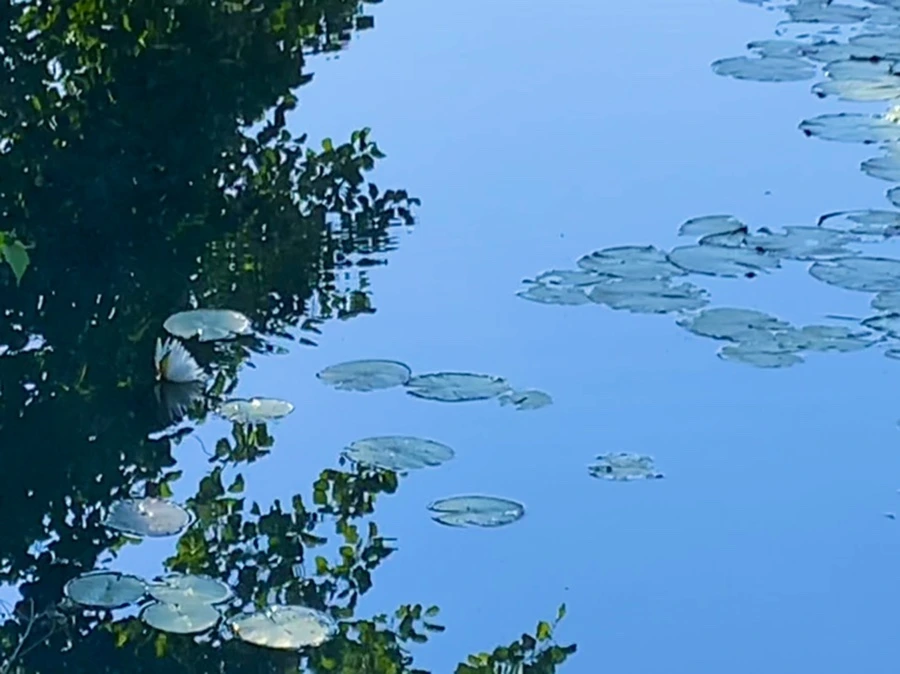 IMG_4315.jpg?type=w966