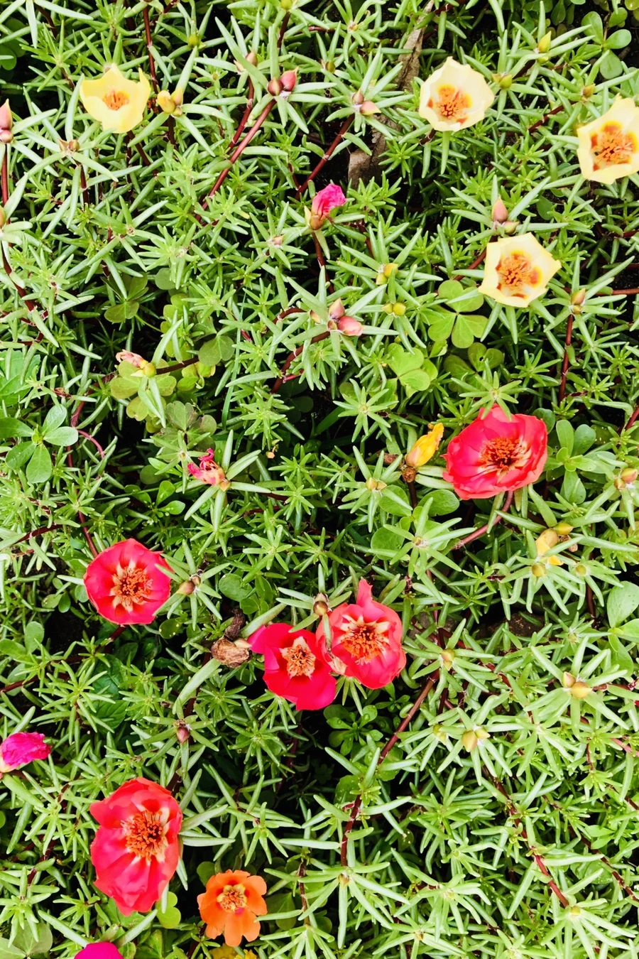 IMG_1282.jpg?type=w966