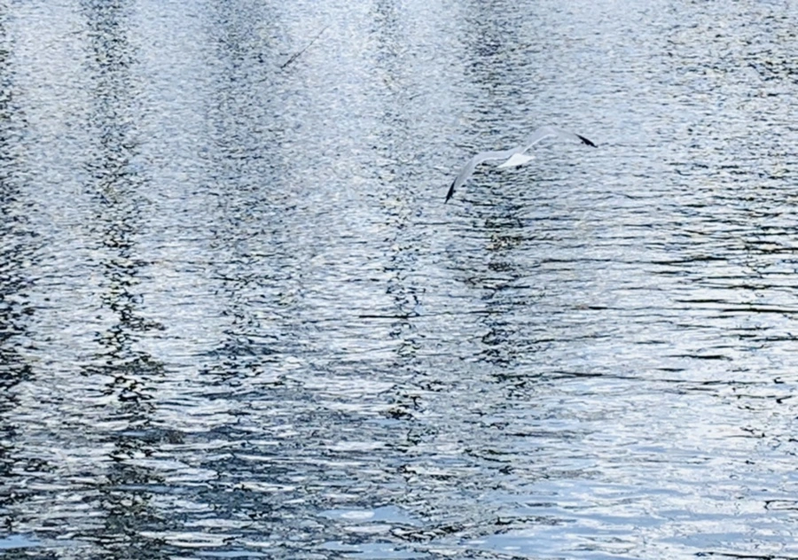 IMG_7399.jpg?type=w966