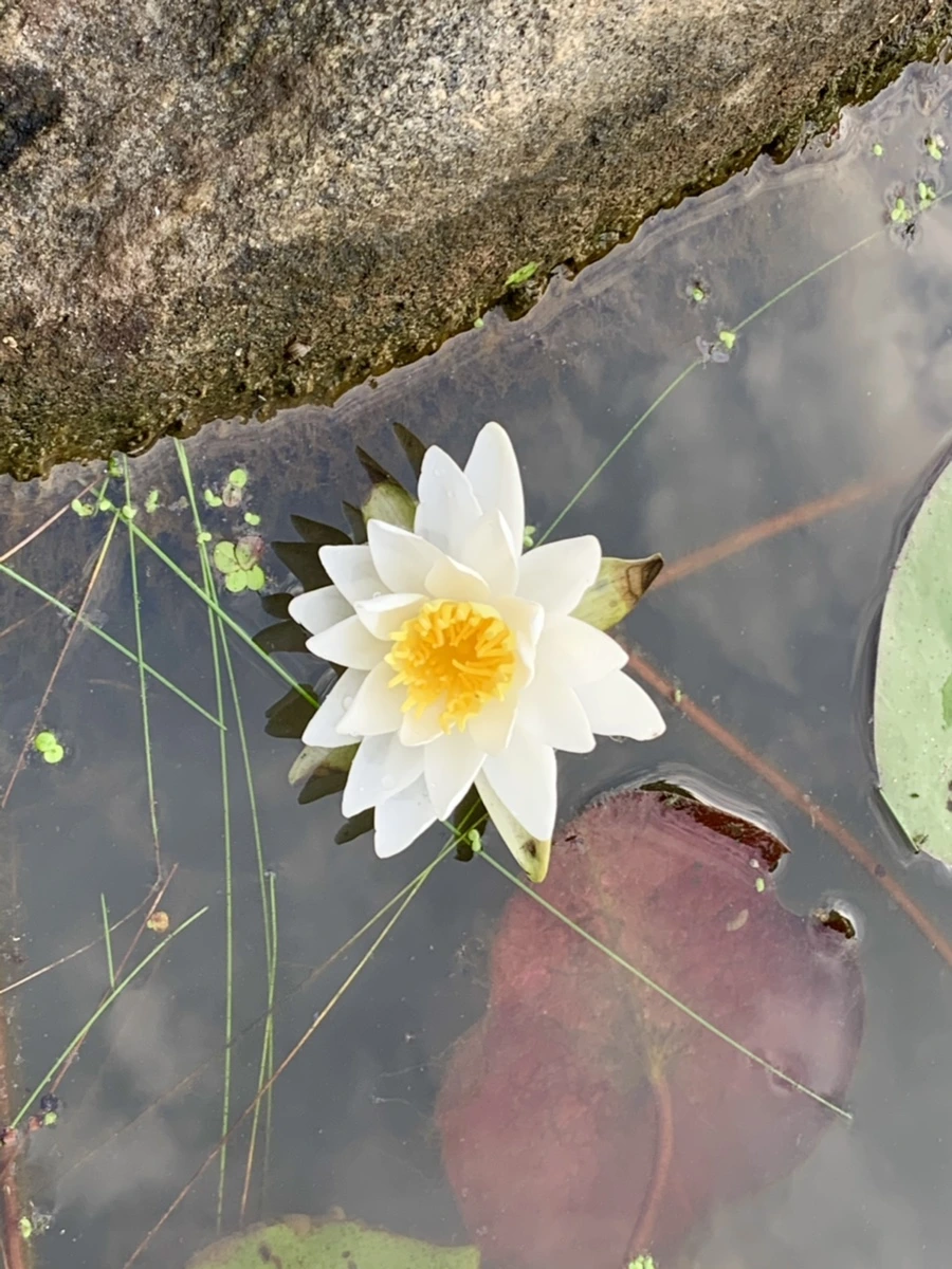 IMG_1864.jpg?type=w966