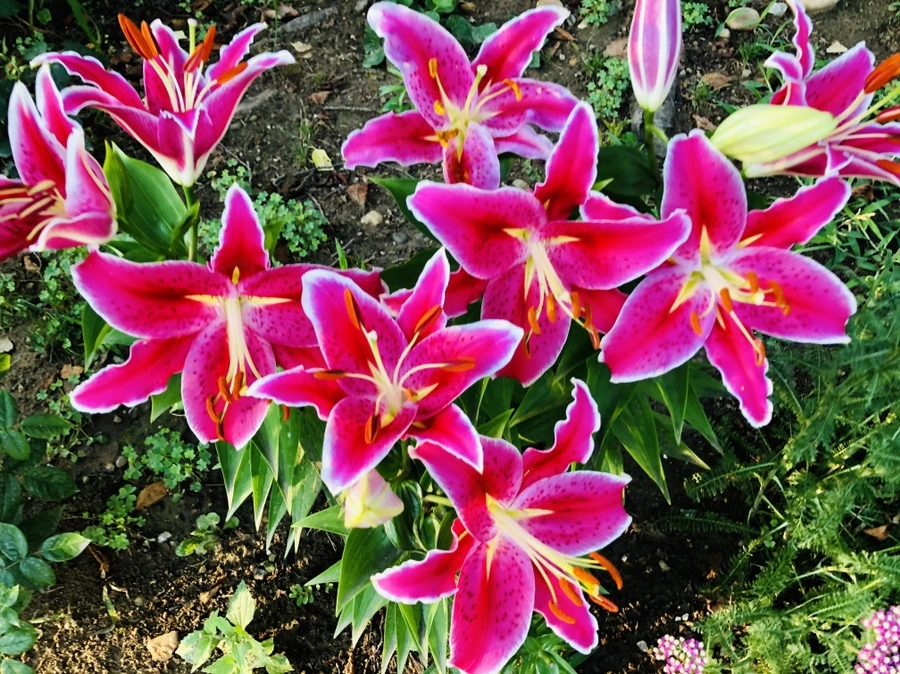 IMG_2463.jpg?type=w966