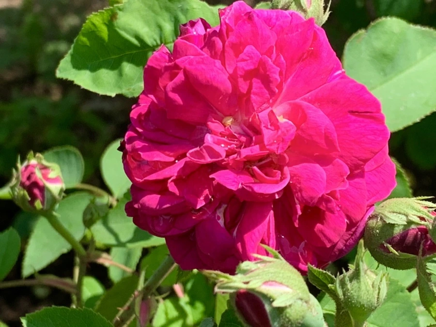 IMG_4254.jpg?type=w966