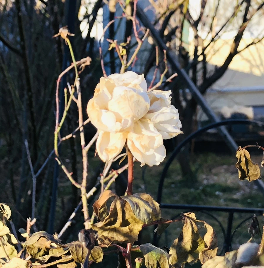 IMG_1181.jpg?type=w966