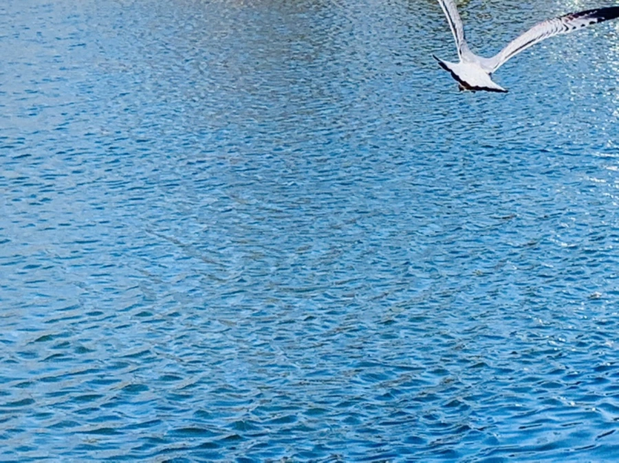 IMG_9266.jpg?type=w966