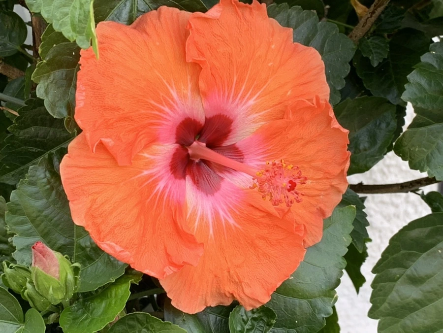 IMG_7363.jpg?type=w966