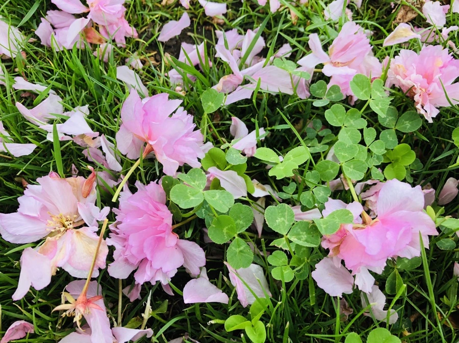 IMG_4084.jpg?type=w966