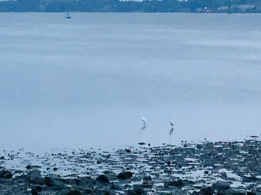 IMG_0696.jpg?type=w966