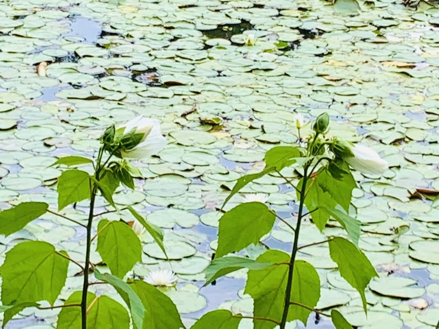 IMG_5201.jpg?type=w966