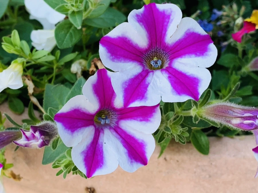 IMG_5308.jpg?type=w966