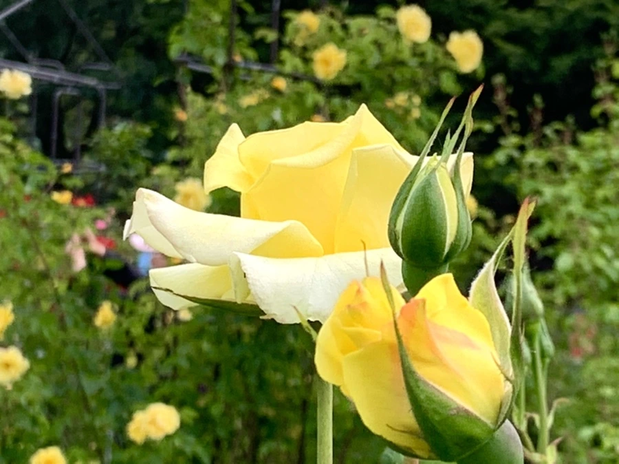 IMG_5826.jpg?type=w966