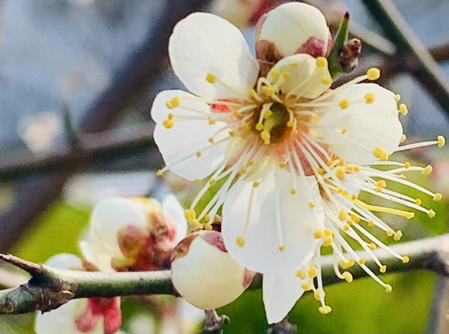 IMG_0243.jpg?type=w966