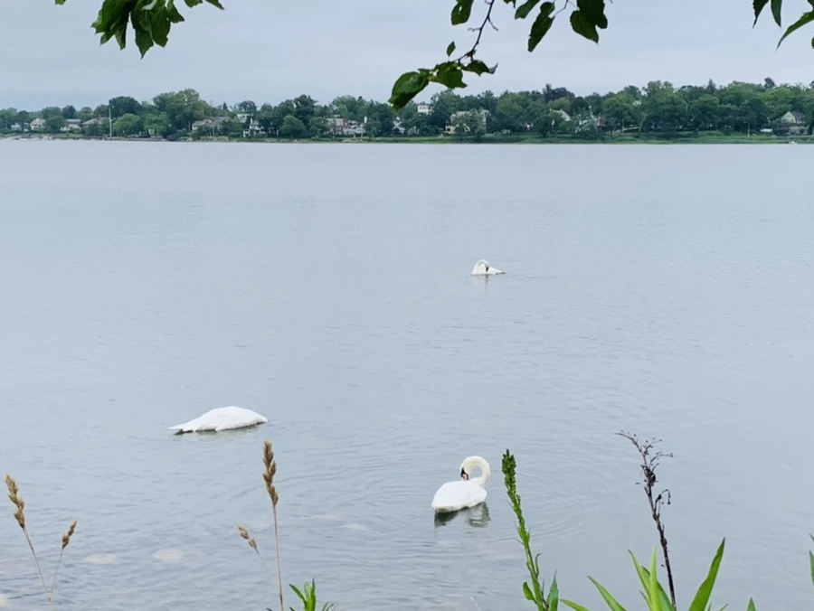 IMG_6972.jpg?type=w966