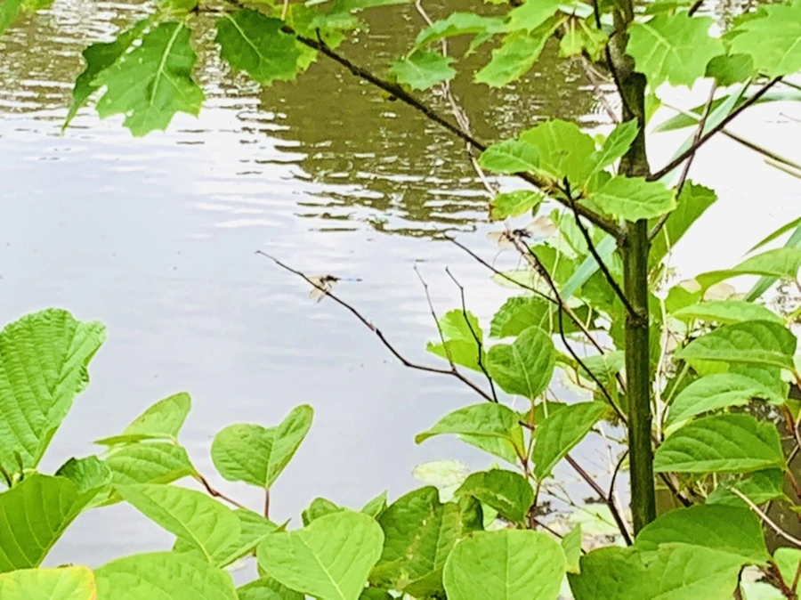 IMG_5174.jpg?type=w966